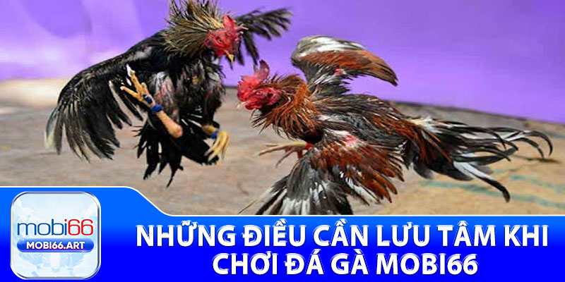Những điều cần lưu tâm khi chơi đá gà Mobi66