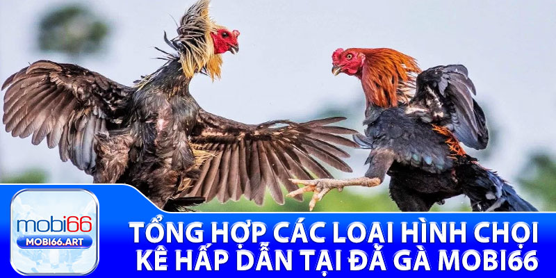 Tổng hợp các loại hình chọi kê hấp dẫn tại đá gà Mobi66